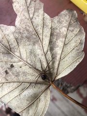 Steatoda grossa