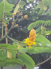 Senna