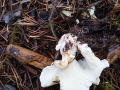 Albatrellus subrubescens