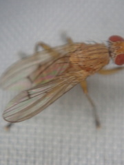Diptera