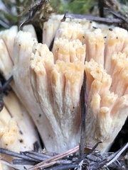 Ramaria maculatipes