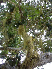 Usnea nidifica