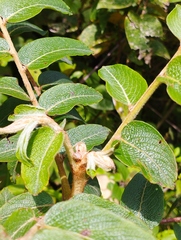 Phyllanthus salviifolius