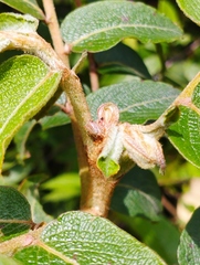 Phyllanthus salviifolius