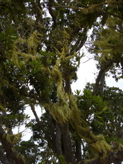 Usnea nidifica