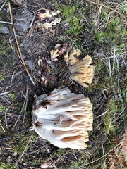 Ramaria maculatipes