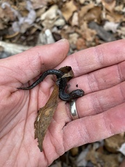 Plethodon dorsalis