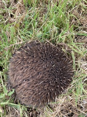 Tachyglossus aculeatus setosus