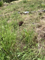 Tachyglossus aculeatus setosus