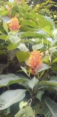 Urera caracasana