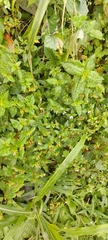 Ludwigia erecta