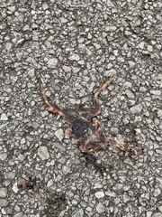 Lithobates palustris