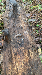 Philomycus carolinianus