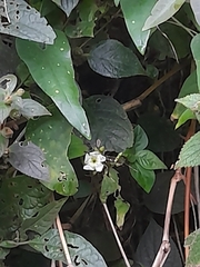 Asystasia gangetica