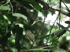 Tolmomyias sulphurescens asemus