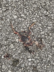 Lithobates palustris