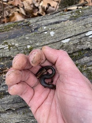 Plethodon dorsalis