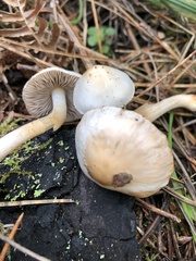 Inocybe pudica