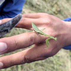 Stagmomantis nahua
