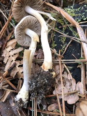 Inocybe pudica
