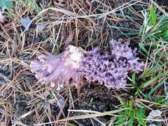 Ramaria cedretorum