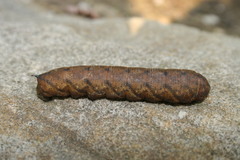 Amphion floridensis