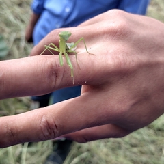 Stagmomantis nahua