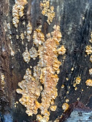 Phlebia radiata