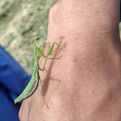 Stagmomantis nahua