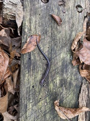 Plethodon dorsalis