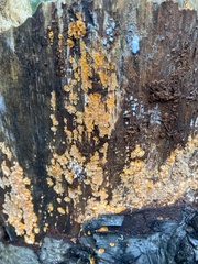 Phlebia radiata