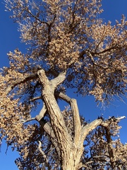 Quercus grisea