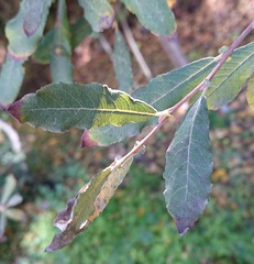 Salix salviifolia