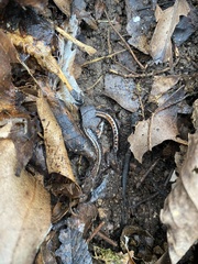 Plethodon dorsalis