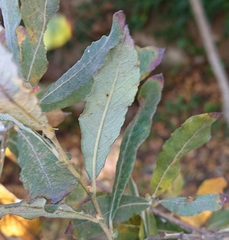 Salix salviifolia