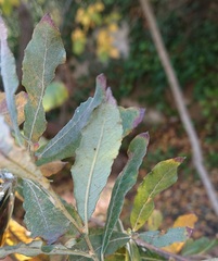 Salix salviifolia