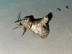 Inguromorpha basalis