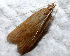 Helcystogramma rufescens