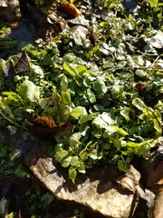 Nasturtium officinale