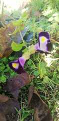Torenia fournieri