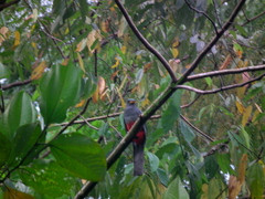Trogon melanurus macroura