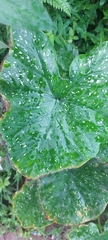 Xanthosoma