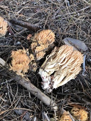 Ramaria maculatipes