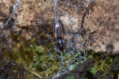Cymindis