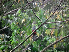 Trogon melanurus macroura