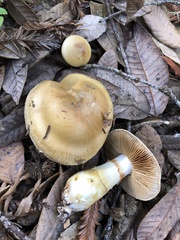 Cortinarius rubicundulus