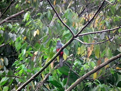 Trogon melanurus macroura