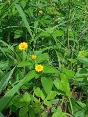 Melampodium divaricatum