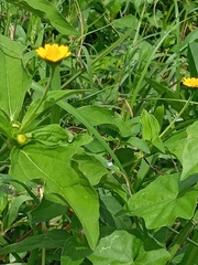 Melampodium divaricatum