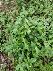 Synedrella nodiflora